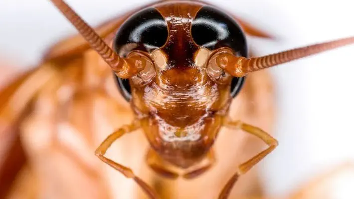 Few insects have a reputation for grossing people out as thoroughly as the American cockroach. The so-called water bugs, which thrive indoors on fermenting and rotting foods, are rich sources of disease-causing bacteria. Now, researchers have sequenced their genome for the first time—and have uncovered some of the secrets to their uncanny ability to survive in our urban jungles.