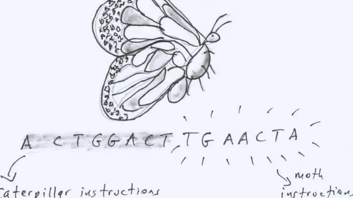 Here's a dangerous, crazy thought from an otherwise sober (and very eminent) biologist, Bernd Heinrich. He's thinking about moths and butterflies, and how they radically change shape as they grow, from little wormy, caterpillar critters to airborne beauties. Why, he wondered, do these flying animals begin their lives as wingless, crawling worms? Baby ducks have wings. Baby bats have wings. Why not baby butterflies?