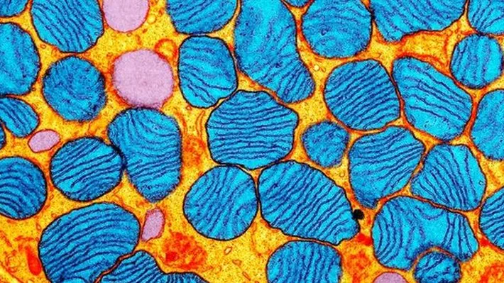 New research suggests genetic material from the mitochondria can trigger an immune response throughout the body