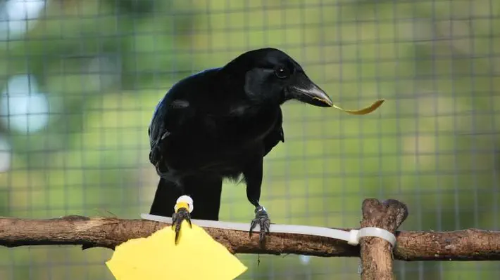 New Caledonian crows were trained to seek rewards by tearing paper of a certain size, demonstrating what researchers say is quite advanced toolmaking.