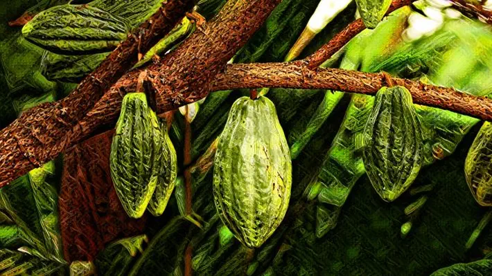 Is a plot to topple the aristocracy to blame for the collapse of cacao in Brazil?