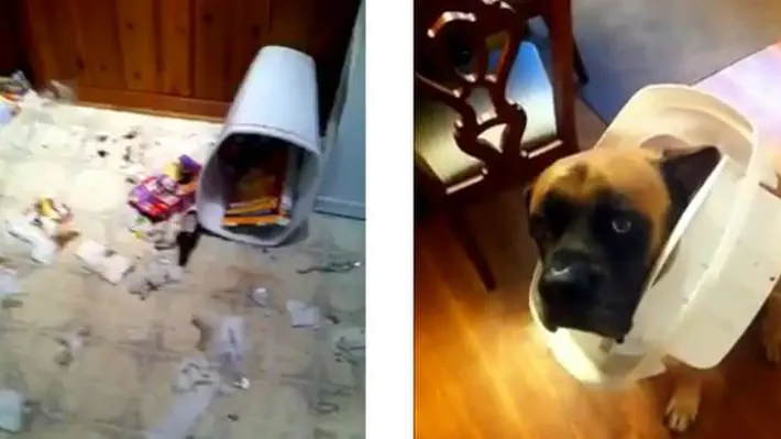 In a famous YouTube video, Tank the dog sure does look guilty when his owner comes home to find trash scattered everywhere, and the trash can lid incriminatingly stuck on Tank's head. But does the dog really know he misbehaved, or is he just trying to look submissive because his owner is yelling at him?