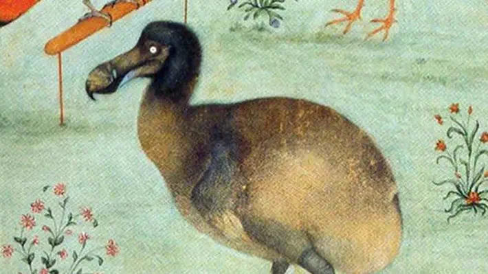 New research hints that far from being the greedy, clumsy bird of legend, the dodo was a resilient animal whose demise was caused by an ecological disaster.