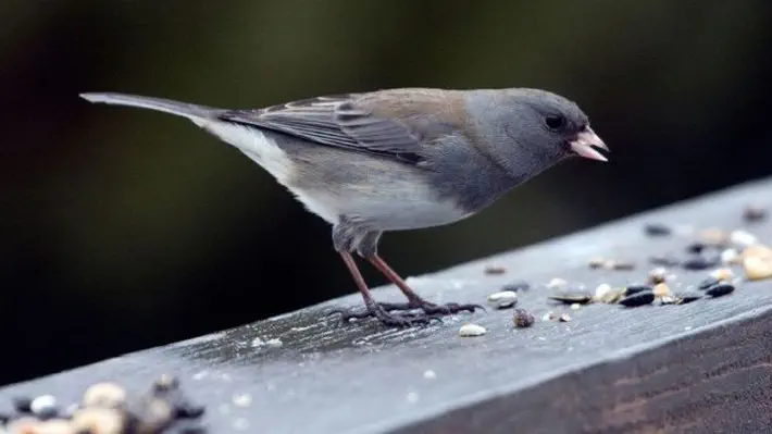 For the first time, female dark-eyed juncos have been found to burst into song in the wild. Although many female tropical birds sing, singing females are rare among northern, temperate songbirds. However, the behaviour is now becoming more common, and climate change may mean it becomes even more widespread.