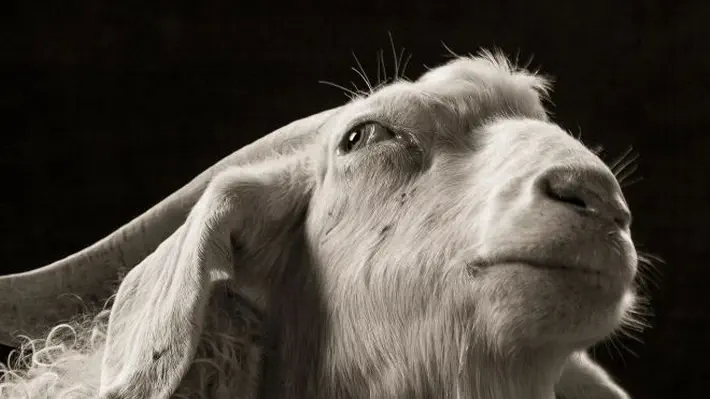 Pictures. Meet Ben, Bella, Sherlock and Sydney – the elegant goats turned into portraits by Kevin Horan. As the American photographer explains, he just treated them ‘like customers in a small-town photo studio’