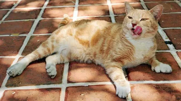 The Ernest Hemingway Home and Museum is home to approximately 40-50 polydactyl (six-toed) cats.