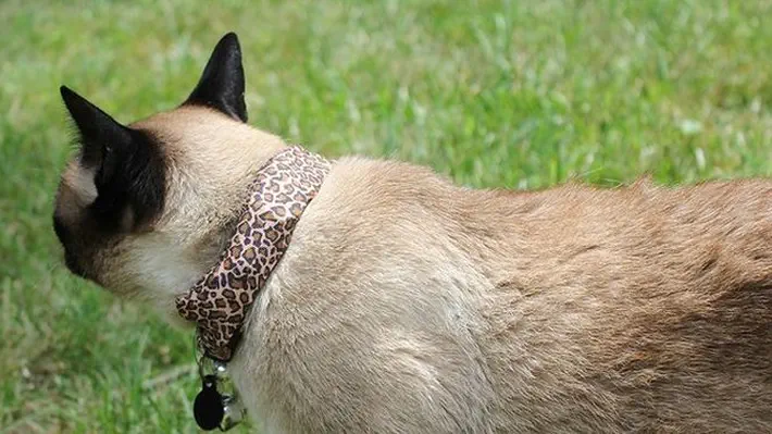 Late last month, a Siamese cat named Coco went wandering in his suburban Washington, DC neighborhood. He spent three hours exploring nearby backyards.…