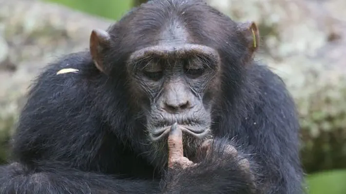 Chimpanzees and orangutans may experience a U-shaped curve in well-being similar to that in humans, a study suggests.