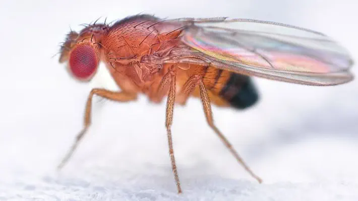 Experiments in fruit flies show increased lifespan thanks to a combination of probiotics and an herbal supplement