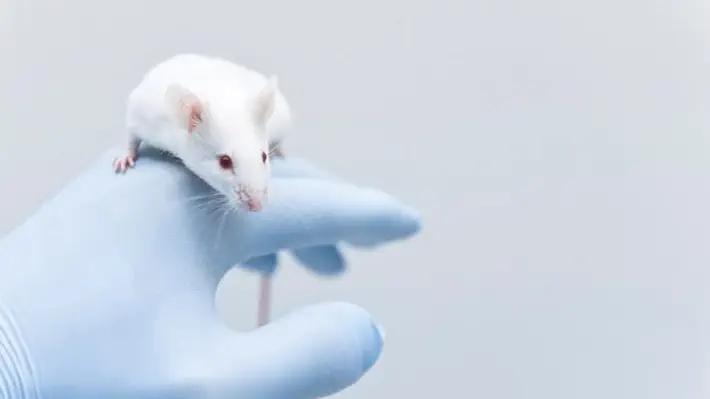 Mouse experiments with the popular club drug ketamine may be skewed by the sex of the researcher performing them, a study suggests.