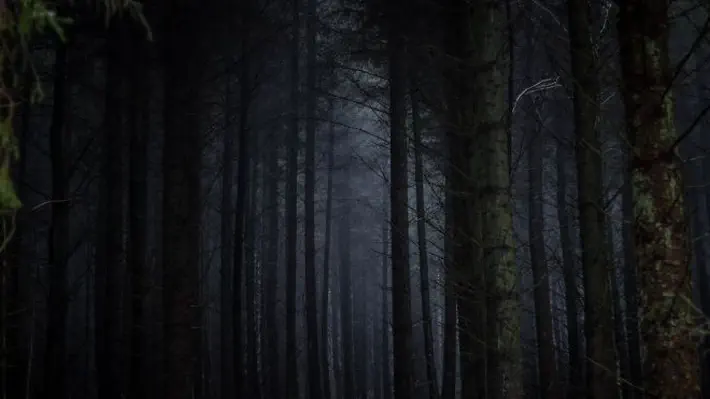 This is also what the internet is becoming: a dark forest