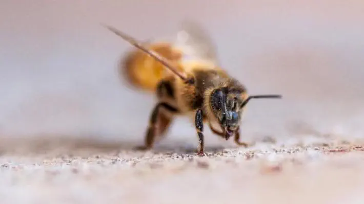A Queensland researcher discovers bees, like humans, can be left or right-handed.