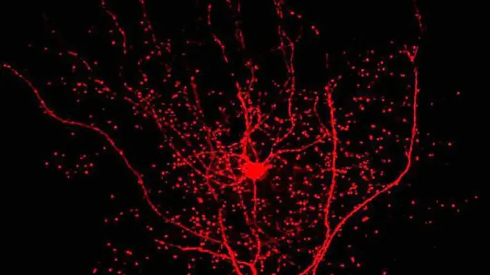 A Newly Discovered Neuron May Be A Clue.
