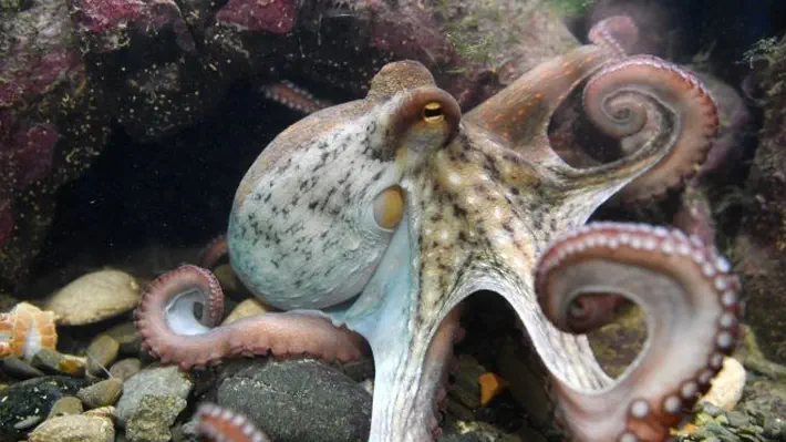 It has eight arms, three hearts — and a plan. Scientists aren’t sure how the cephalopods got to be so intelligent.